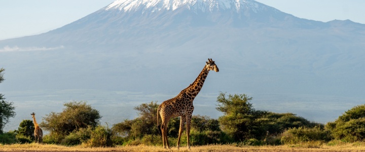 A giraffe in the Serengeti with Mount Kilimanjaro behind